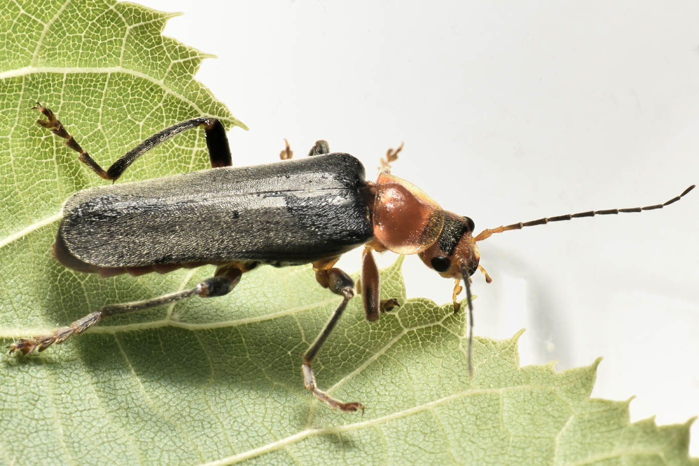 Cantharidae: Cantharis livida